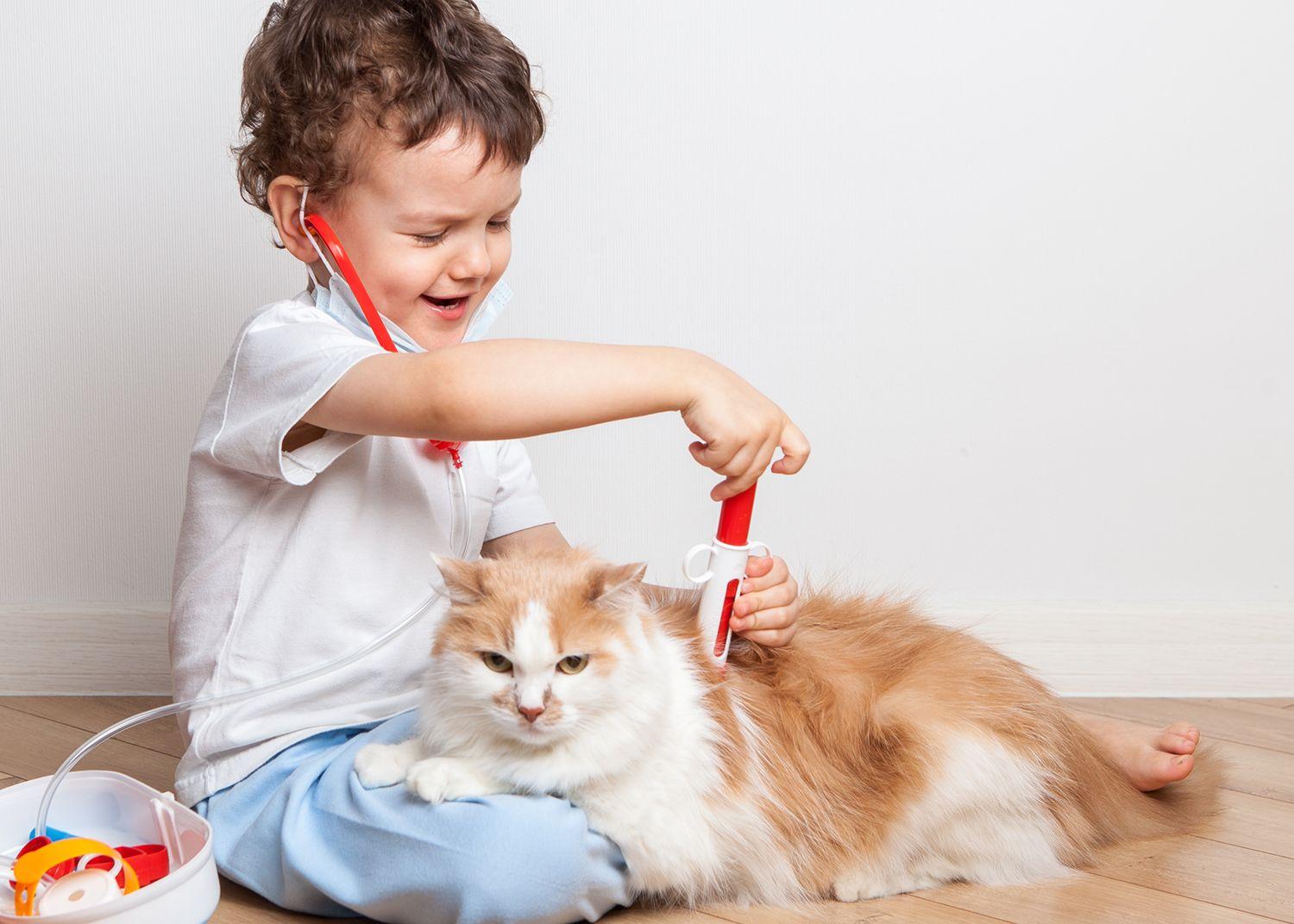 Boy gives cat an injection.