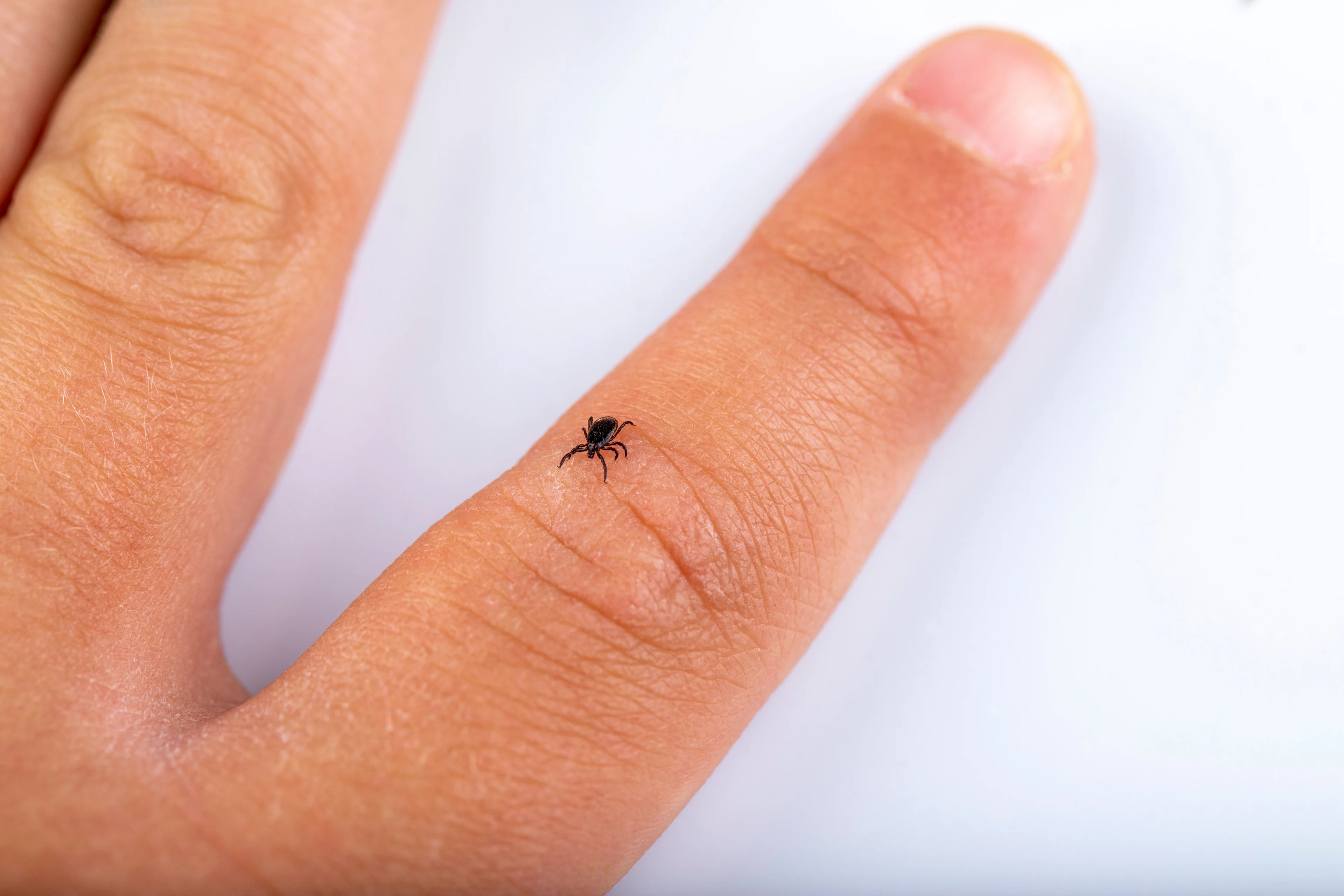 Fästing kryper på ett barns finger.