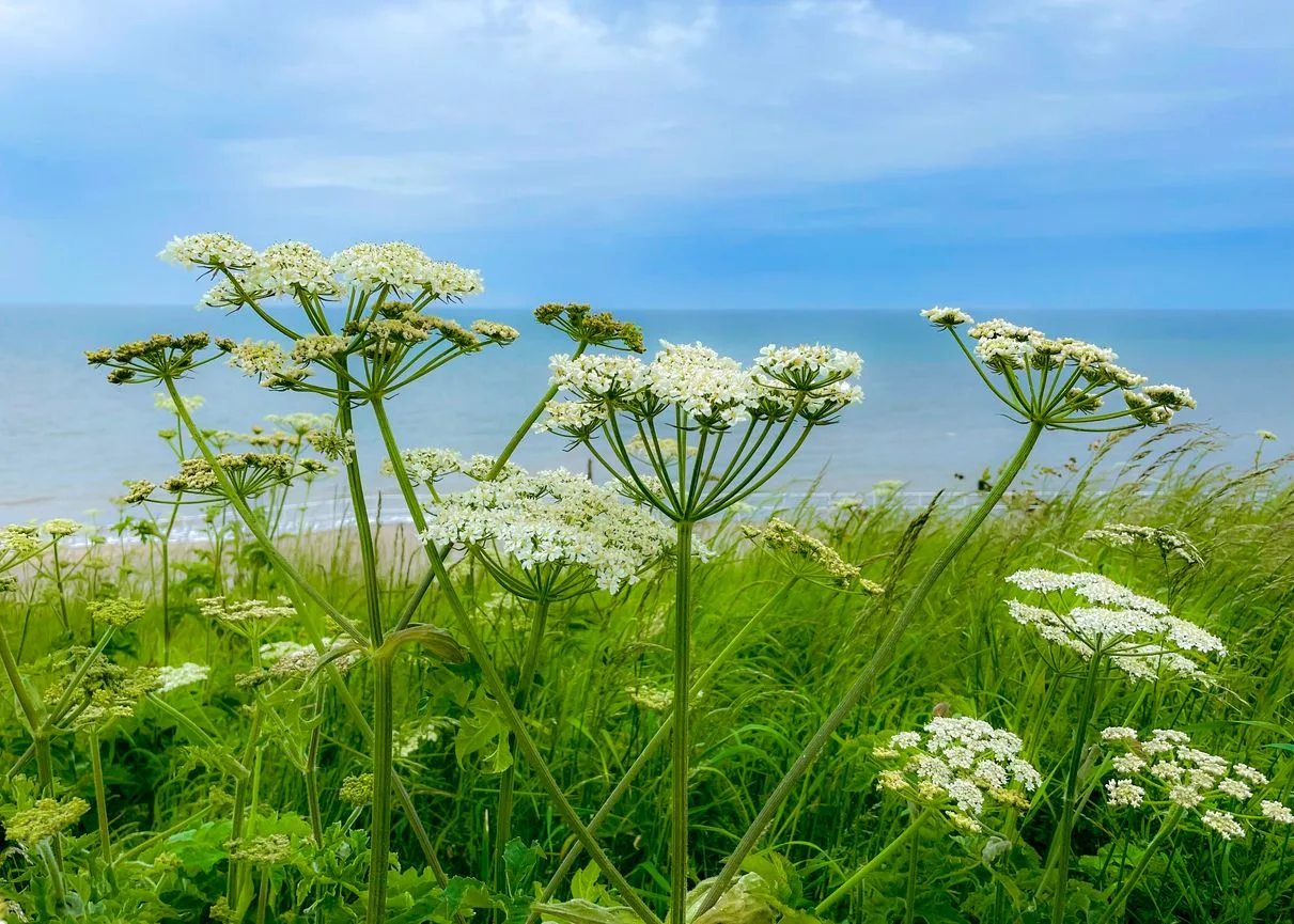 Flera stora exemplar av björnloka.